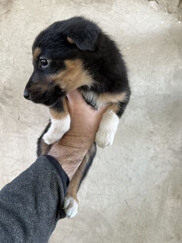 породистые собаки ищут дом: Щенки бесплатно отдадим в хорошие руки, находятся в Кара-Балте — 4