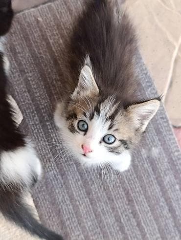 сфинкс даром: Продаются котята 🐾 Три милых и активных малыша ищут дом: — 2 тигровых — 4