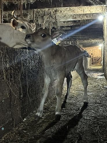 Аквариумы: Продаю | Музоо, торпок | Полукровка | На откорм — 1