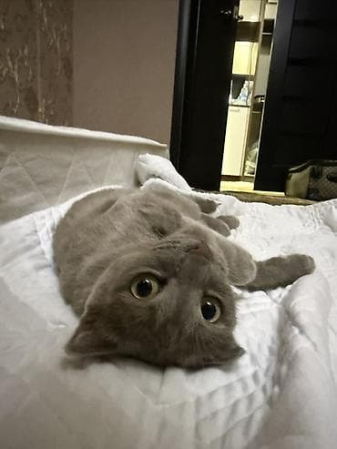 шотландский кот: Шотландская вислоухая кошка, окрас: сплошной серый (blue). Короткая — 5