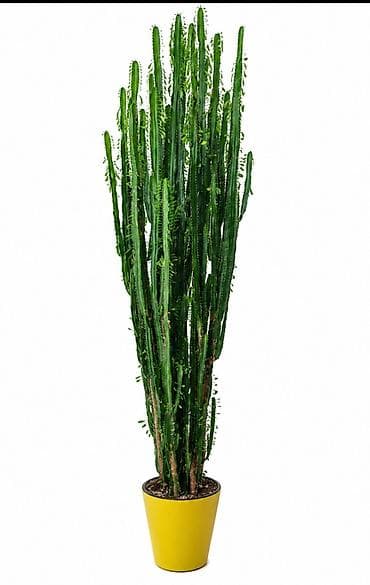 Эуфорбия кадуцея (Euphorbia trigona, «кактус‑кафедральный»), Малочай
