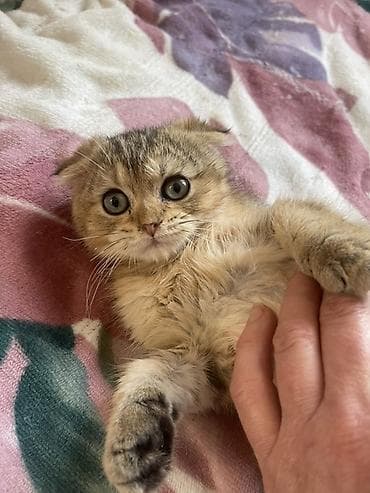 Үй жаныбарлары: Шотландский вислоухий котёнок - Порода: шотландская вислоухая (fold) — 2