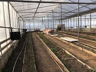 Жер участогун сатып алам: Участок Байтик 15 соток 30000$ С теплицей //557//02//36//21// — 5