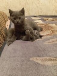 американская жесткошёрстная кошка цена: Продаются котята от британской кошки 2 месяца пушистый комочек — 11