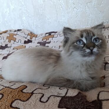 сиамский котенок: Породистый котёнок синамон-пойнт (окрас поинтовый, с дымчатым — 3