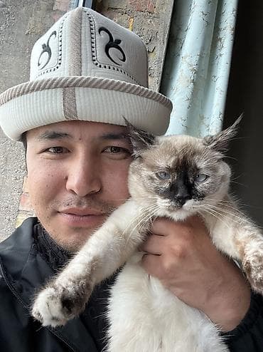 кошка бесплатная: Кошка даром: Сиамская, 7 месяцев, Девочка, Приучена к лотку — 1