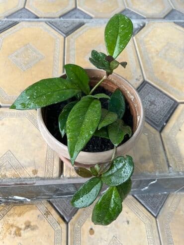 Плющ восковой Хойя. Комнатное растение. Подходит для выращивания дома at lalafo.kg Плющ восковой Хойя. Комнатное растение. Подходит для выращивания дома