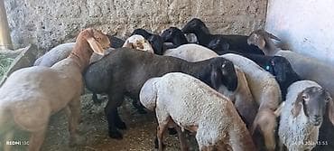 собаки бишкек: Продаю | Баран (самец) | Гиссарская, Полукровка, Арашан | Для разведения | Племенные — 5