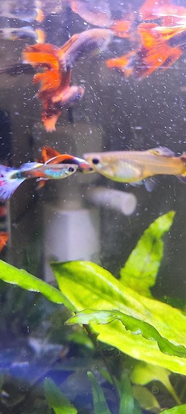 Балыктар: Гуппи декоративные (Poecilia reticulata) - Аквариумные рыбки с — 2