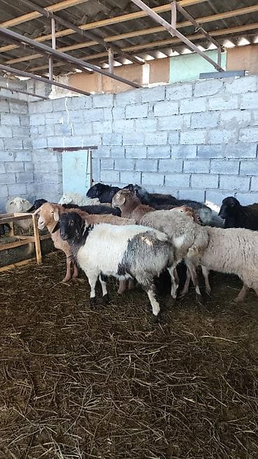 на баран: Продаю | Овца (самка) | Для разведения | Ярка — 3