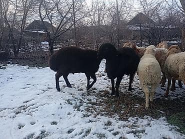 прадаю баран: Продаю | Баран (самец) | Гиссарская, Арашан | Для разведения — 3