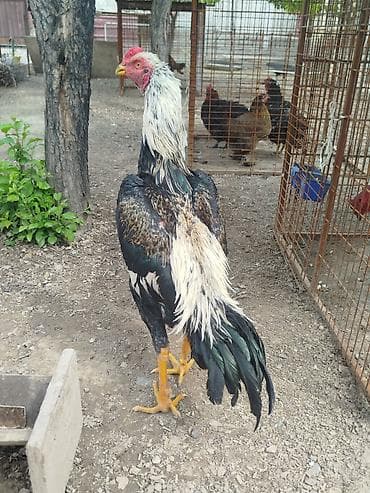 летучая мыш: Дакан короздор сатылат алмашу жолдору бар жемге жугоруго дакандарга — 3