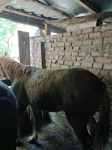 суточные перепелки: Продаю | Конь (самец), Жеребец, Жеребенок | На забой — 6