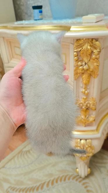 кошка шиншилла: Выставляется на продажу чистокровная шотландская девочка-страйт — 2