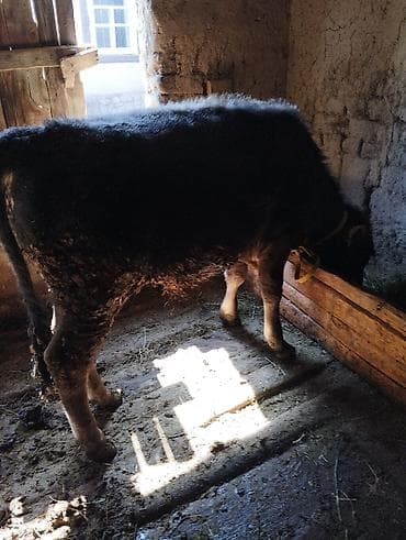 куплю быка: Продаю | Бык (самец) | На откорм | Привязанные — 1