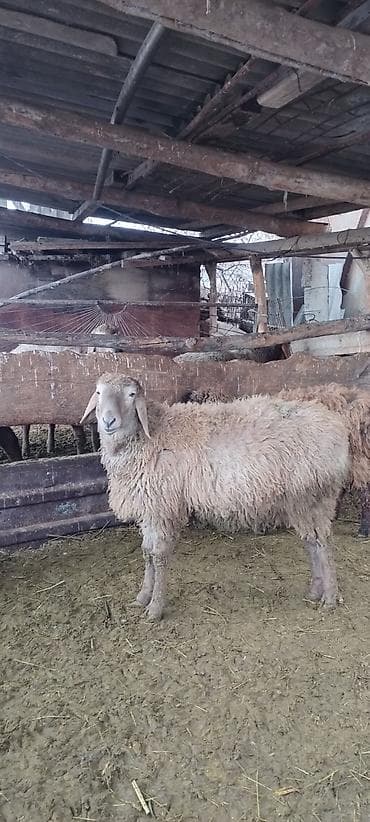 Кошки: Продаю | Баран (самец) | Для разведения | Осеменитель — 5