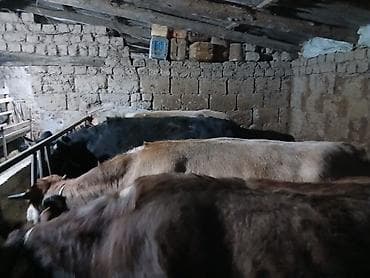 витамины для бычков: Продаю | Корова (самка), Бык (самец), Музоо, торпок | На забой, Для разведения, На откорм | Осеменитель, Привязанные — 8