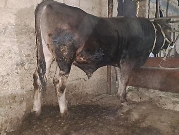 где можно купить хорька: Продаю | Бык (самец) | На откорм | Привязанные — 6