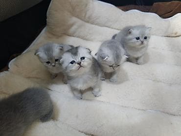 Животные: Открыта бронь, котятам месяц, есть фолды и страйты, мальчики и — 3