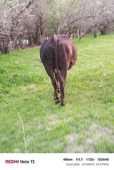 рыба гарбуша: Продаю | Корова (самка) | Для разведения | Привязанные — 10