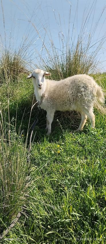 телята музо: Продаю | Коза (самка) | Полукровка | Для молока | Котные — 4