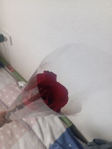 саженцы роз: Продаю розы. Всего 26 шт. 1 роза 100с — 2