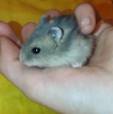 шотландская вислоухая кошка фото цена: Продаю джунгарских хомяков!Один хомяк 220 с таких цен нигде нет — 1