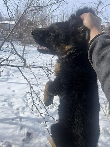 Вязка собак: Остался последний из помета Щенок, немецкой овчарки (черно-рыжий — 4
