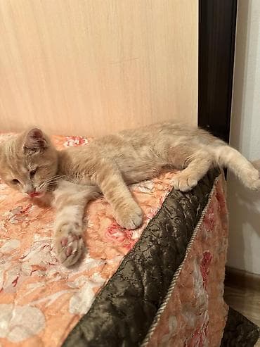 d cat: Кошка даром: Беспородная, Мальчик, Приучена к лотку — 6