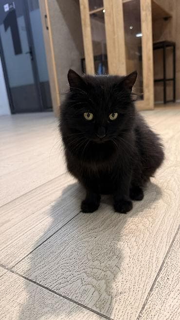 голая кошка девочка: Кот (чёрный, пушистый) СРОЧНО НУЖНА ПОМОЩЬ 🖤 Черная кошка, совсем — 1