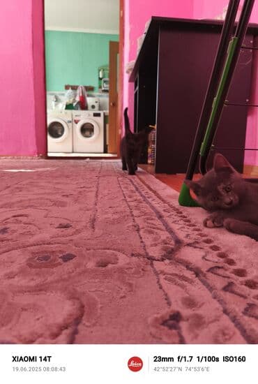 скоттиш фолд шотландская вислоухая кошка: Котята доступны для бронирования, готовы к переезду в новый дом. В — 2