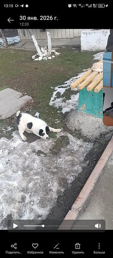 самоедская лайка: Щенок, дворняга средних размеров в будущем. Окрас белый с крупными — 2
