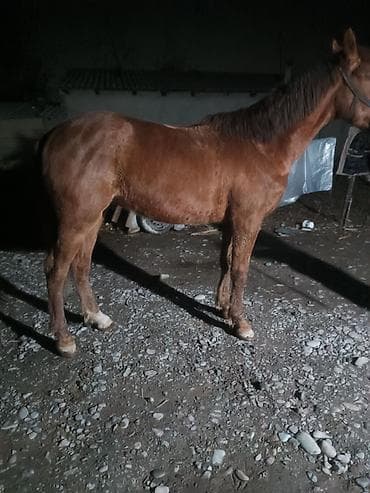 собаки лайки: Продаю | Жеребец | Рабочий — 3