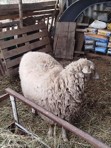 я ищу баран: Продаю | Овца (самка) | Для разведения | Матка — 6