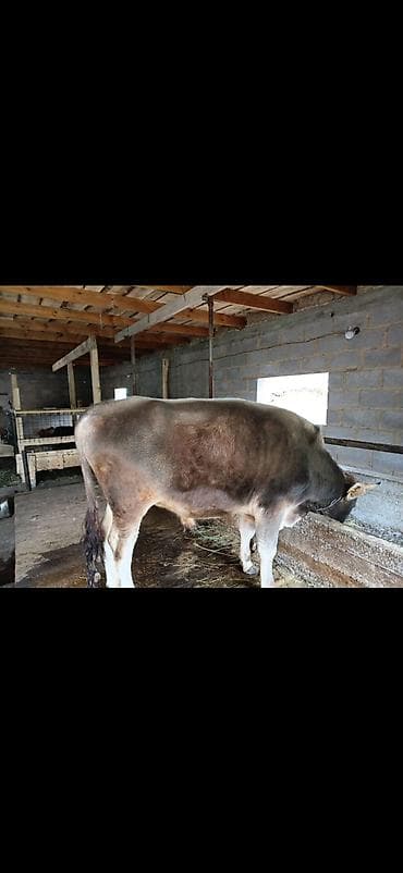 телят бычки: Продаю | Бык (самец) | На откорм | Привязанные — 2