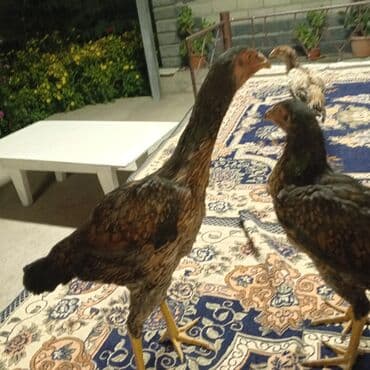 купить собаку доберман в бишкеке: Короз менен мекиш 
привазной Узбекистандан 3.5 айлык — 3