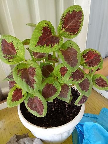 фикус пумила: Бугенвиллея и молочай Миля (Euphorbia milii) — комнатные/балконные — 9