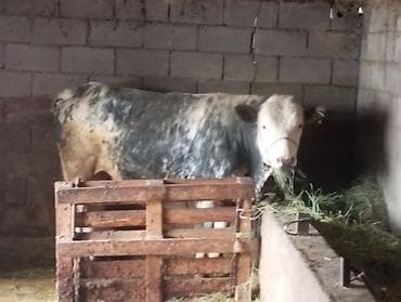 пони конь: Продаю | Бык (самец) | Бельгийская | На откорм | Привязанные — 1