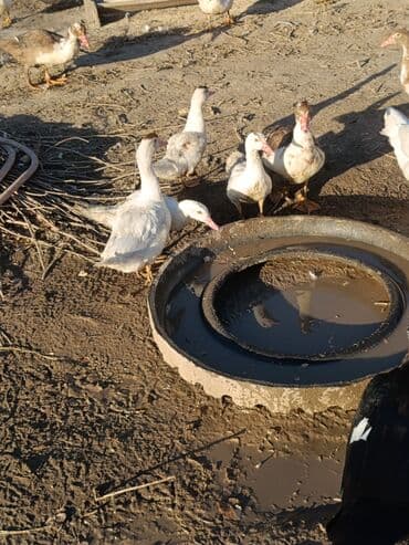 пшеница на корм: Индоутки молодёжь цена от 300с. до 500с — 2