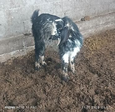 Аквариумы: Продаю | Коза (самка), Козёл (самец), Козлёнок | Полукровка | Для разведения — 5