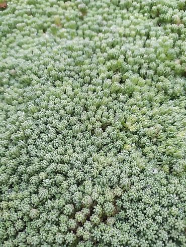 антуриум купить: Традесканция Виргинская(доброе утро) -150 (куст) аквилегия(водосбор)- — 7