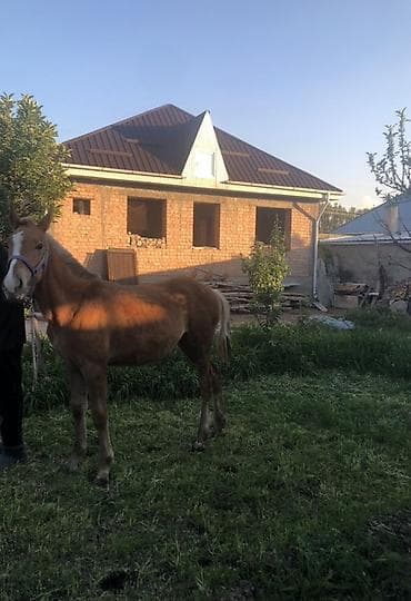 лошадь цена бишкек: Продаю | Жеребенок | Конный спорт — 2