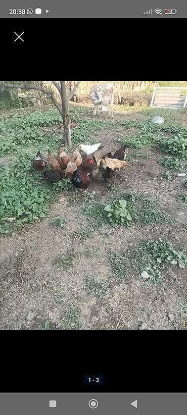 Продам с/х животных: Продаю | Куры | Домашняя | Несушки — 1