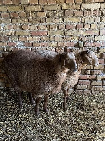 камут: Продаю | Баран (самец) — 3