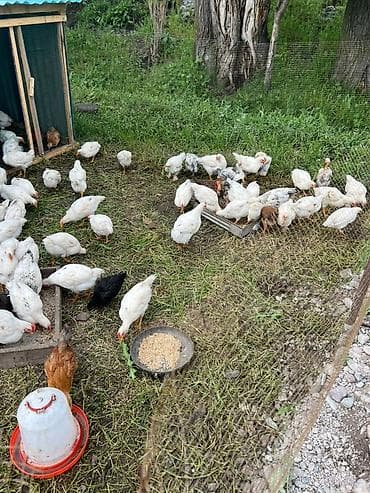 стрижка животных на дому: Срочно продаю 
50 шт хай лайн 50 штук обычные цыплята по 450сом — 4
