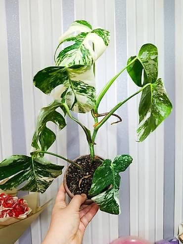 Продаю цветы, все цены разные, Кара-Балта продаю сингониумов и