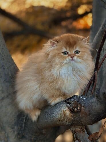 британская короткошерстная кошка шиншилла: Плюшевые котята редкого окраса золотая шиншилла (возможны оттенки — 1