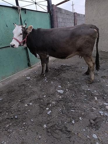 4 5мм: Сатам | Уй (ургаачы) | Сүт алуу үчүн | Байланган — 1