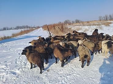 бараны мериносы: Ушул улак чебичтер сатылар оптом 37баш ургачы серке аралаш круг 37 — 2