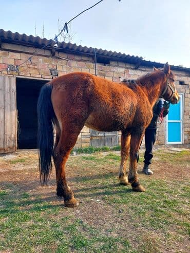 продам козу дойную: Продаю | Жеребец | На забой — 3